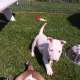 Miniatur Bullterrier Welpen,...